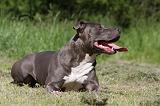 AMSTAFF ADULT 426